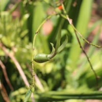 Furcraea foetida (L.) Haw.